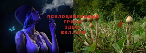 сатива Армянск